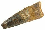 Fossil Spinosaurus Tooth - Real Dinosaur Tooth #344343-1